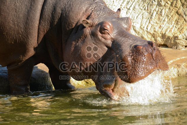 Hippo In The Zoo - image gratuit #201589 