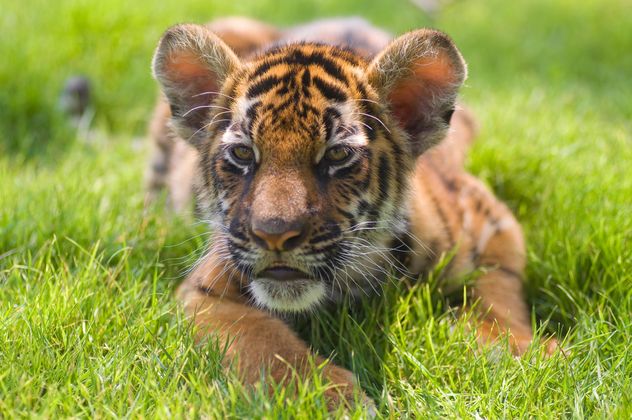 Baby Tiger Close Up - image gratuit #201599 