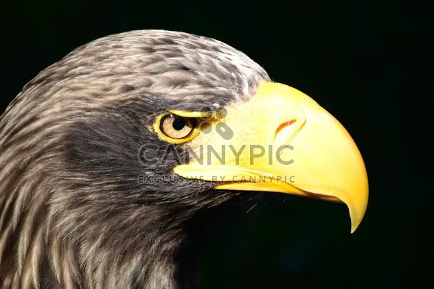 Close-Up Portrait Of Eagle - image gratuit #201609 