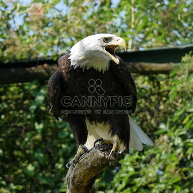 Portrait Of Eagle - image #201639 gratis