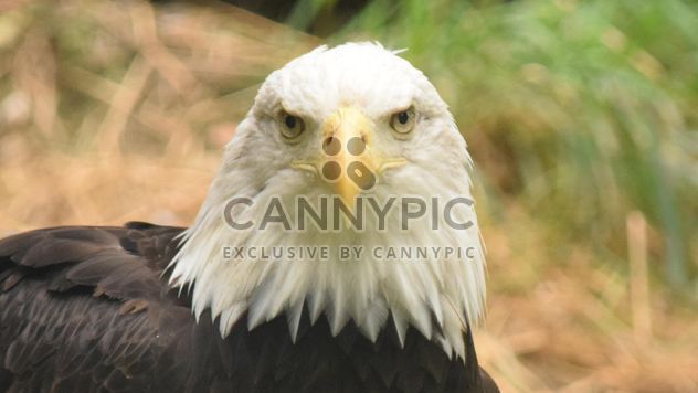 Portrait of Bald Eagle - image gratuit #201669 