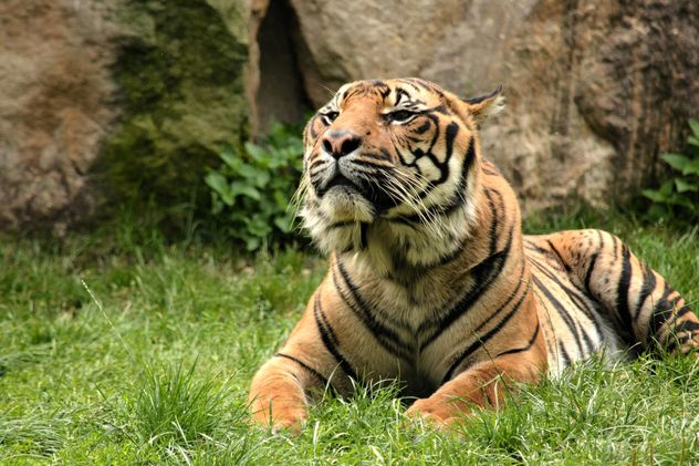 Tiger in the Zoo - Free image #201679