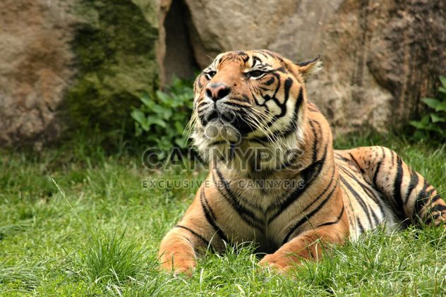 Tiger in the Zoo - бесплатный image #201679