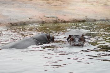 Hippo In The Zoo - бесплатный image #201689