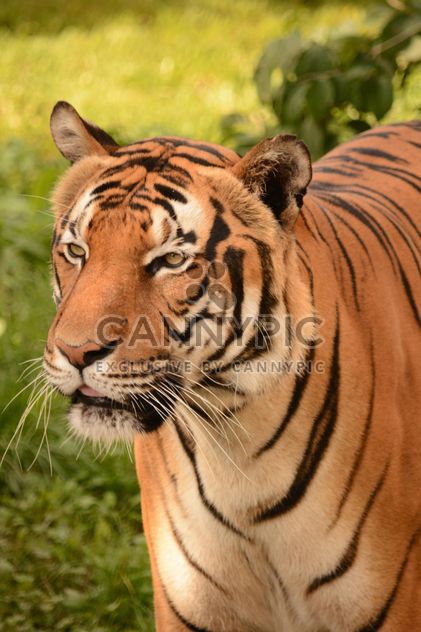 Tiger Close Up - Kostenloses image #201709