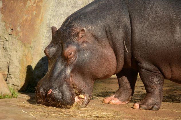 Hippo In The Zoo - image #201719 gratis