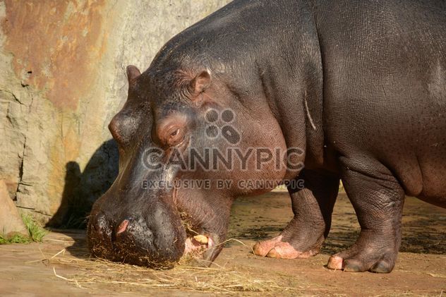 Hippo In The Zoo - image #201719 gratis