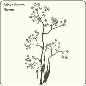 Baby Breath Flower - vector #209639 gratis