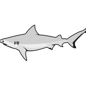 Great White Shark - vector gratuit #210219 