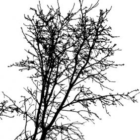 Tree Silhouette - vector #211699 gratis
