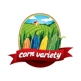 Corn Variety - бесплатный vector #213419