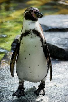 Penguin in The Zoo - Kostenloses image #225319