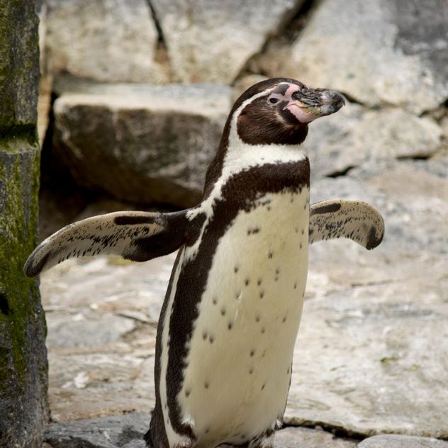 Penguin in The Zoo - image gratuit #225329 