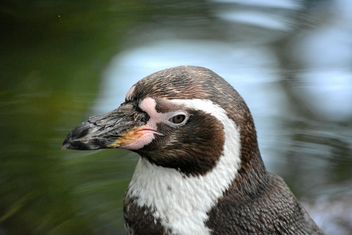 Portrait of Penguin - image #225339 gratis