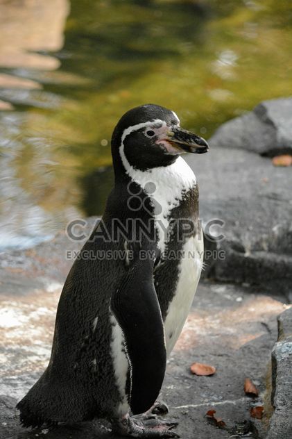 Penguin On The Walk - Free image #225349