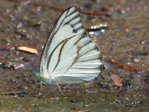 Butterfly close-up - image gratuit #225369 