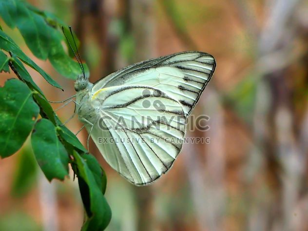 Butterfly close-up - image gratuit #225379 
