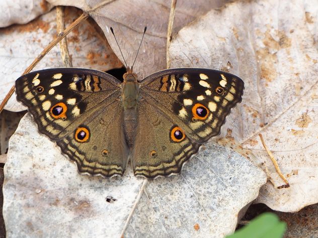 Butterfly close-up - Free image #225419