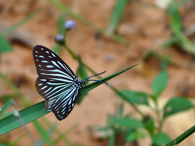 Butterfly close-up - image gratuit #225429 