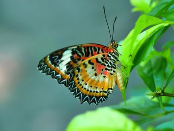 Butterfly close-up - image gratuit #225439 