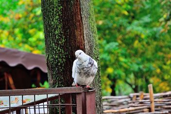 White pigeon - image #229429 gratis