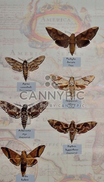 Collection of butterflies - image gratuit #229459 
