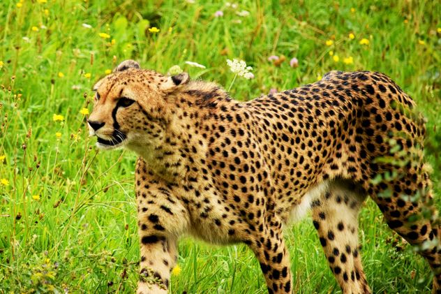 Cheetah on green grass - Free image #229489