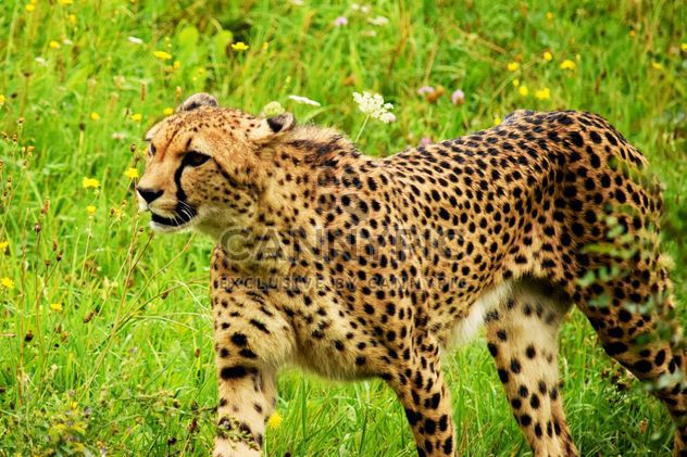 Cheetah on green grass - image #229489 gratis