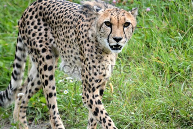Cheetah on green grass - image #229509 gratis