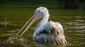 Pelican - image #229519 gratis