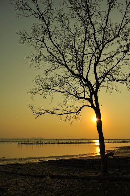 Tree at sunset - image #271899 gratis
