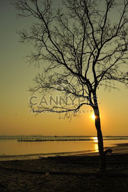 Tree at sunset - image gratuit #271899 