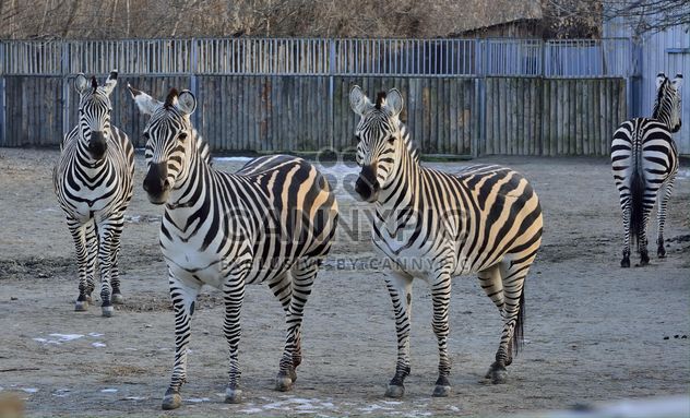 Zebras in the zoo - Free image #271989