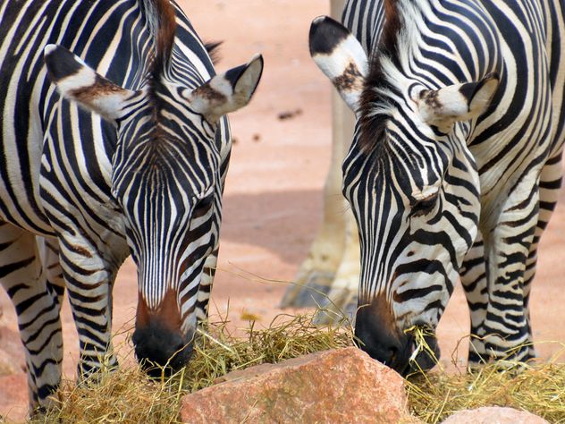 Zebras in the zoo - image gratuit #271999 