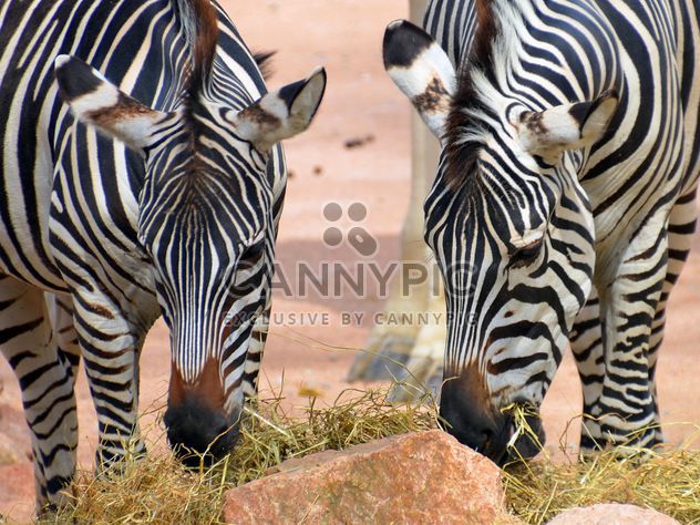 Zebras in the zoo - Free image #271999