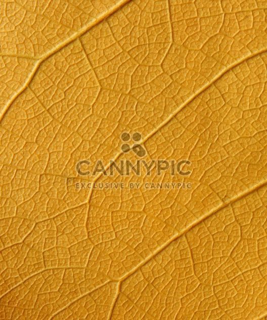 Yellow leaf backgroung - бесплатный image #272609