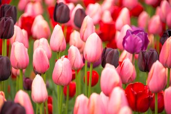 Pink tulips - image #272909 gratis