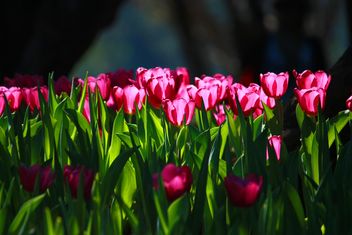 Pink tulips - image #272919 gratis