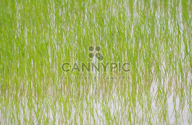 Rice Field - image #272929 gratis