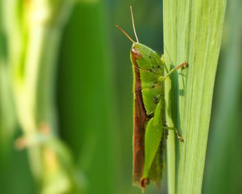 Grasshopper - image #272939 gratis