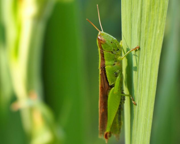 Grasshopper - image gratuit #272939 