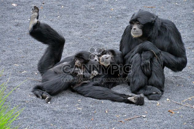 Family of gibbons - image gratuit #273009 