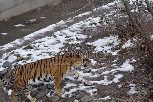 Ussuri tiger - image gratuit #273619 