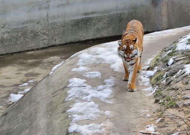 Ussuri tiger - Kostenloses image #273629