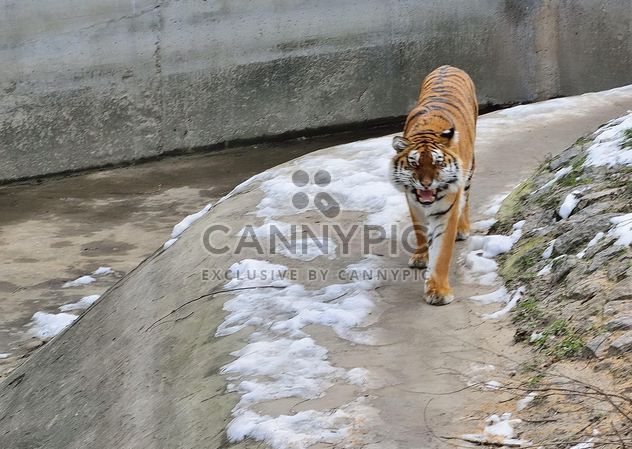 Ussuri tiger - image #273629 gratis
