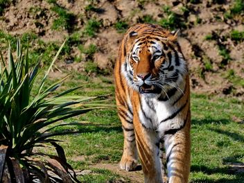 Tiger - image gratuit #273669 