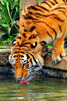 Tiger - image #273689 gratis