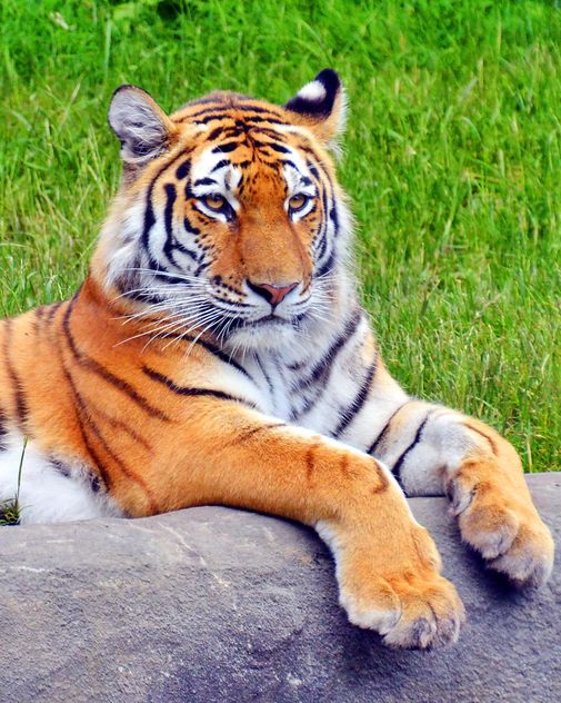Tiger - Kostenloses image #273739