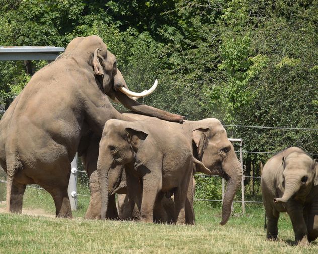 Elephants in the Zoo - Free image #274939