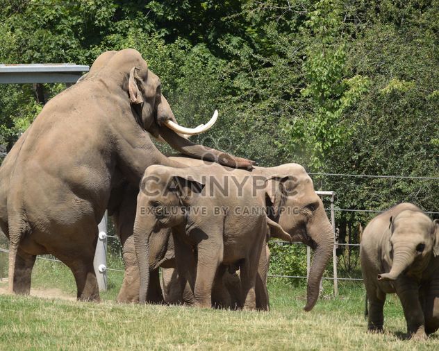 Elephants in the Zoo - image gratuit #274939 